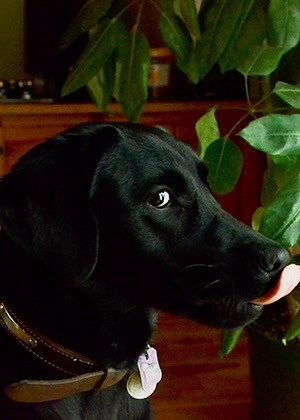 Image of Olive